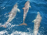 Caribbean Sea dolphins
